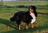 Tom Pouce de la Colline de Rilhat